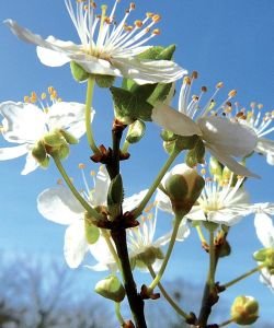 Prunus - Cherry Plum (Fleur de Bach n°6) BIO, 10 ml
